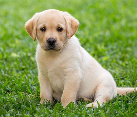  Are they good family dogs? Labrador Dog Price — The Costs Involved Buying a Labrador is not just a question of the purchase price of a Lab puppy, though of course that is important